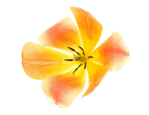 Żółty i czerwony tulipan na białym tle — Zdjęcie stockowe