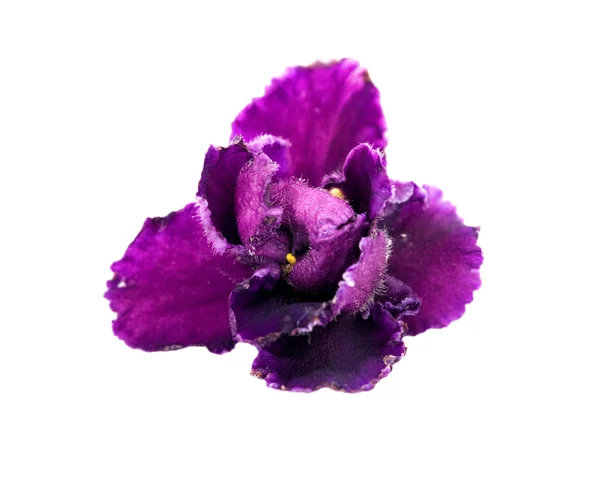 Dark violet on white — Stock Photo, Image