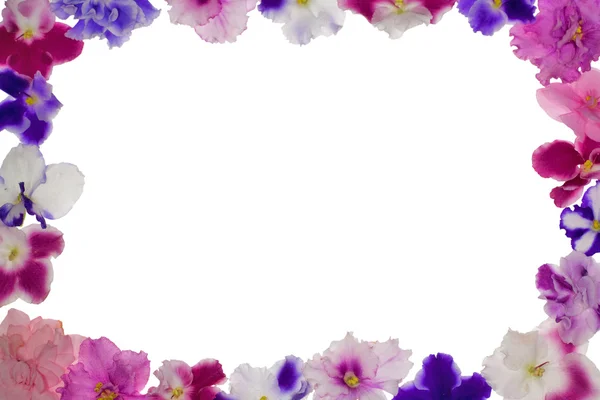 Moldura de violetas em branco — Fotografia de Stock