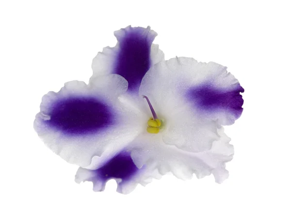 Blauwe en witte geïsoleerde violet — Stockfoto
