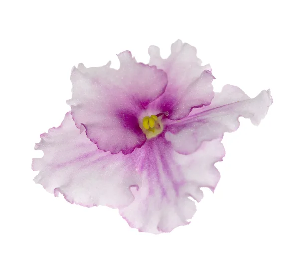 Rosa och vita isolerade violett — Stockfoto