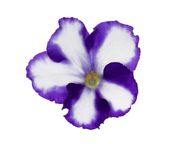 Wit en blauw geïsoleerde violet — Stockfoto
