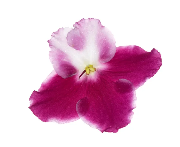 Violeta roxa e branca isolada — Fotografia de Stock