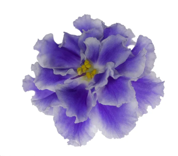 Światła niebieski fioletowy kwiat na białym tle — Zdjęcie stockowe