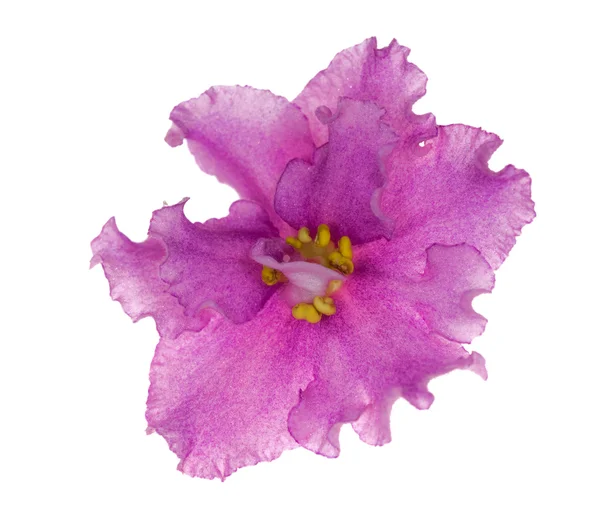 Fioletowy fioletowy kwiat na białym tle — Zdjęcie stockowe