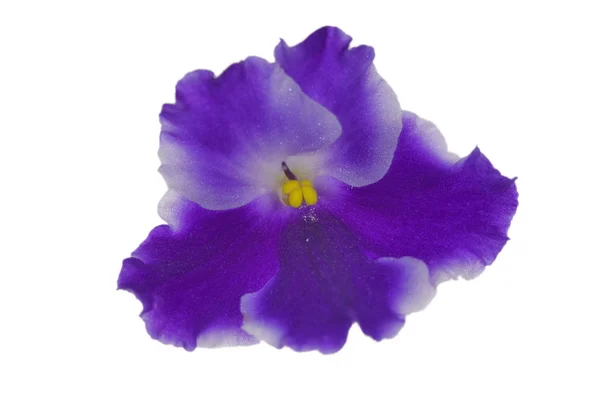 Fem kronblad blå violett — Stockfoto