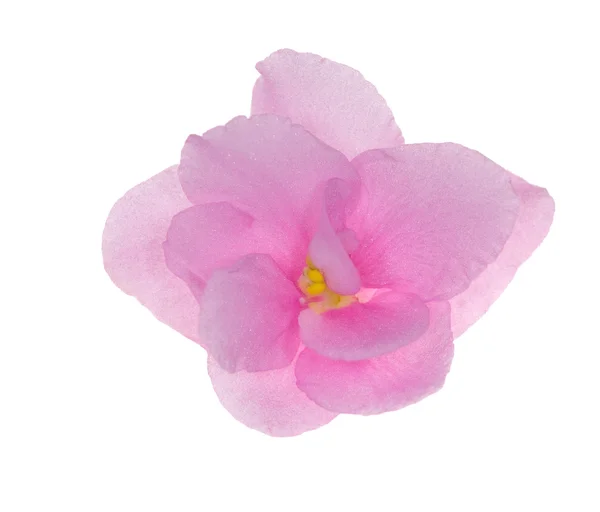 Violeta rosa claro isolado — Fotografia de Stock