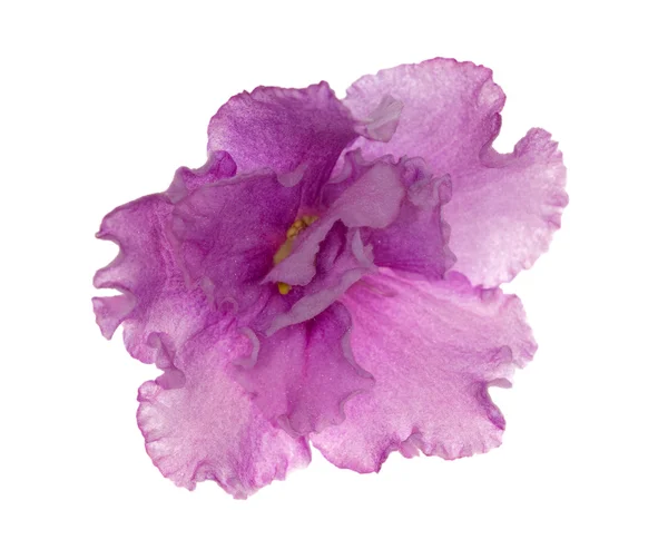 卷曲孤立紫紫 — 图库照片
