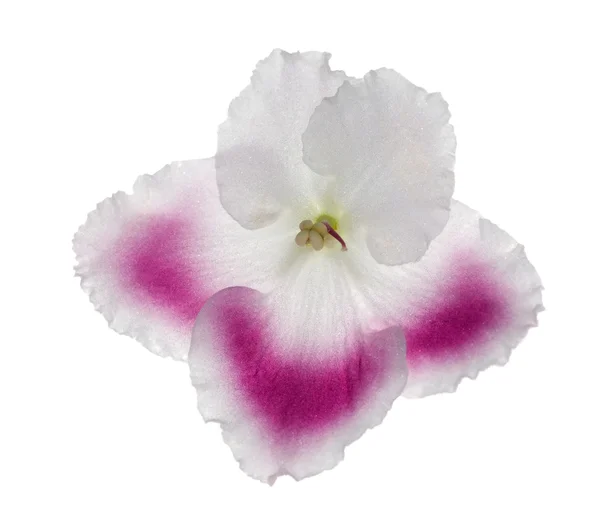 Violeta branca com rosa — Fotografia de Stock