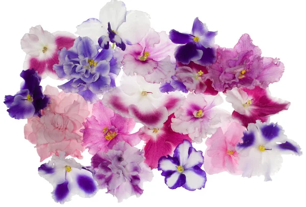 Vele violette bloemen — Stockfoto