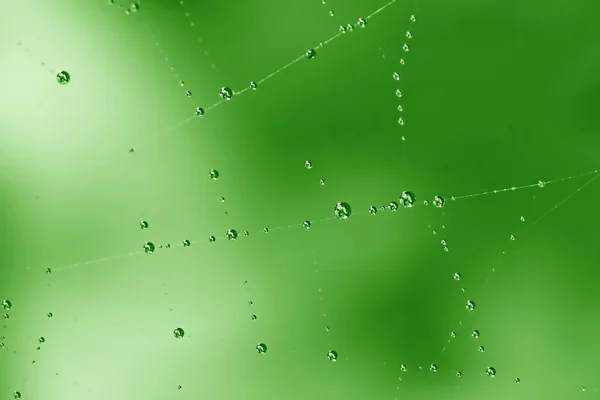 Green drops on web — Stock Photo, Image