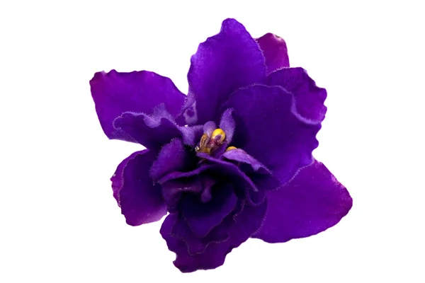 Blue single violet flower — Stock Photo, Image