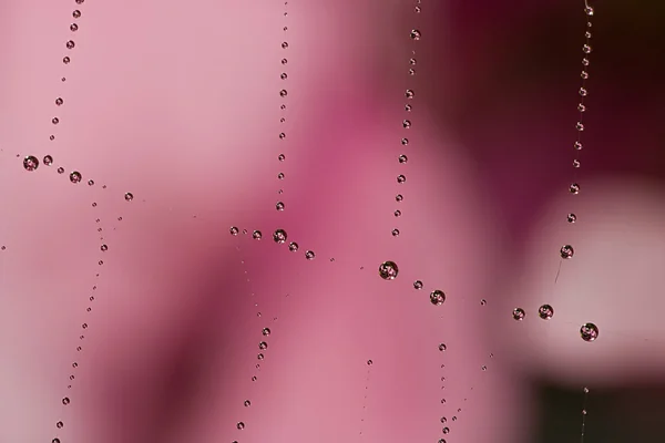 Pink flower reflection in drops — Stock Photo, Image
