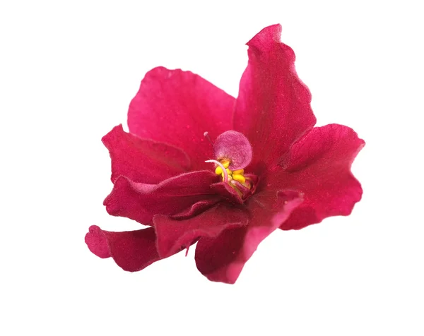 Pojedynczy kwiat czerwony fiołek — Zdjęcie stockowe