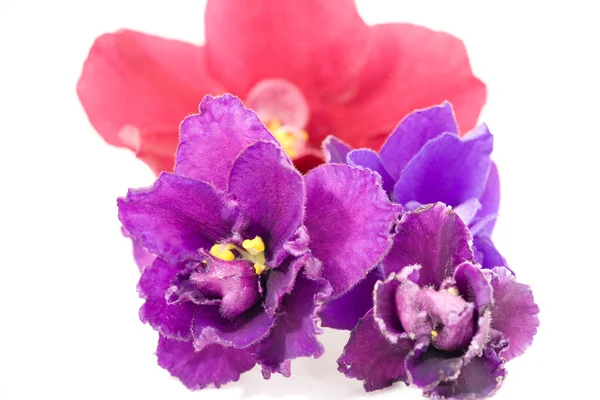 Čtyři fialové květy na bílém pozadí — Stock fotografie