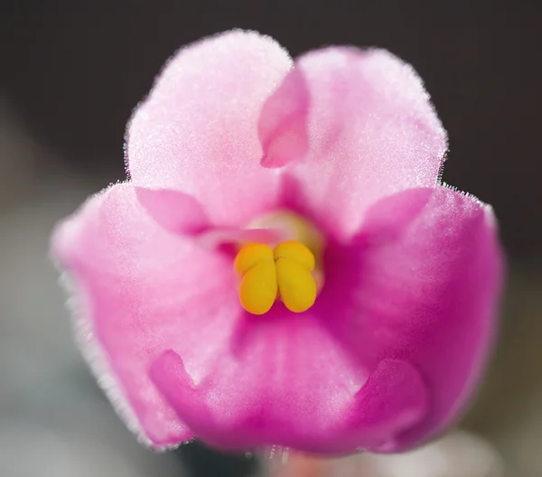 Violeta rosa con centro amarillo —  Fotos de Stock
