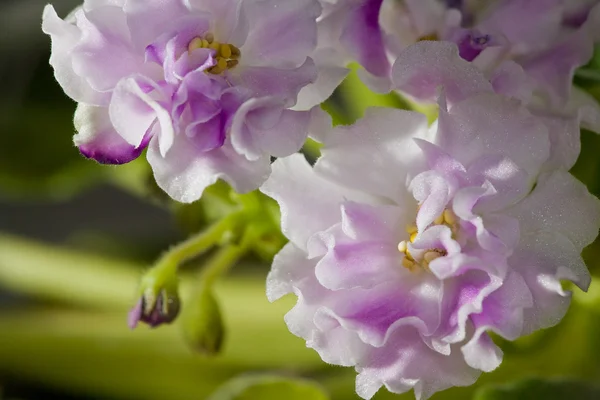 Weißes Veilchen mit violetten Blütenblättern — Stockfoto