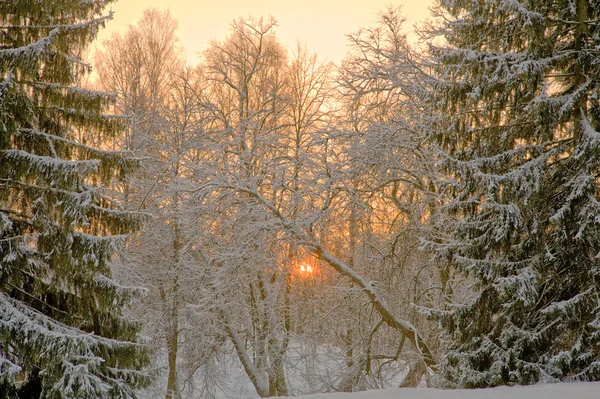 Rosa solnedgång i vinter skog在冬季森林粉红色日落 — Stockfoto
