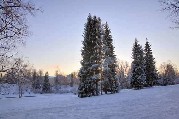 Skymning i fir vintern skog — Stockfoto