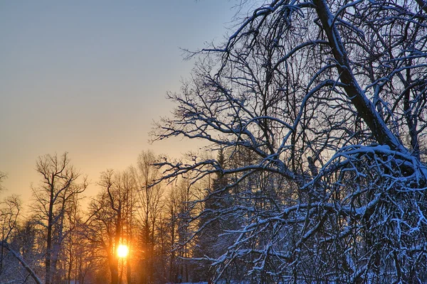 Sunset mellan snö grenar — Stockfoto