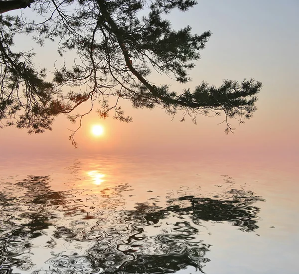 夕阳与松树和反射 — 图库照片
