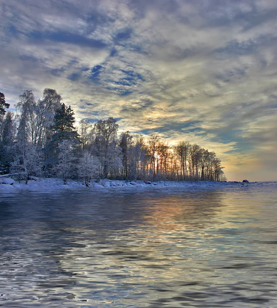 Sneeuw berk bos reflectie — Stockfoto