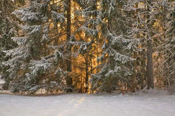 Pôr do sol na floresta de abeto de neve — Fotografia de Stock