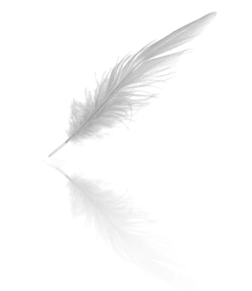 Long feather with reflection — Stock Photo, Image