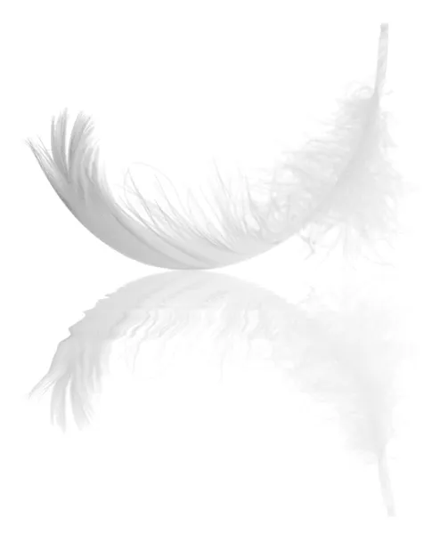 Swan feather curl reflection — Stock Photo, Image