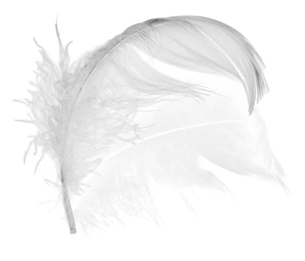 Swan feather and its reflection — Stock Photo, Image
