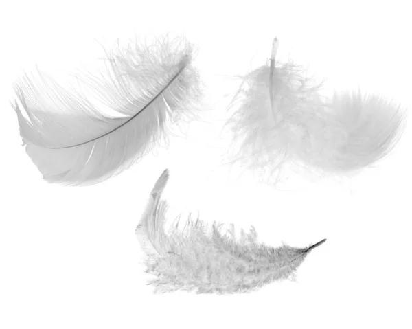 Three white feathers — Stock Photo, Image