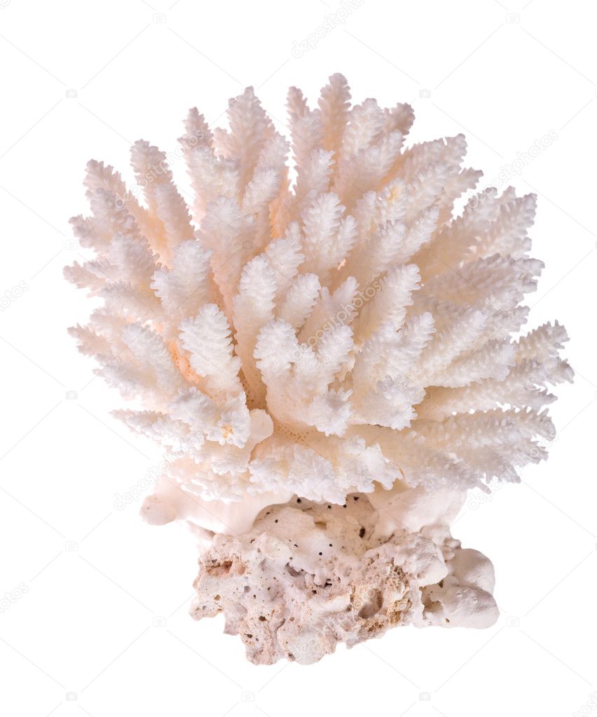 Isolated white coral