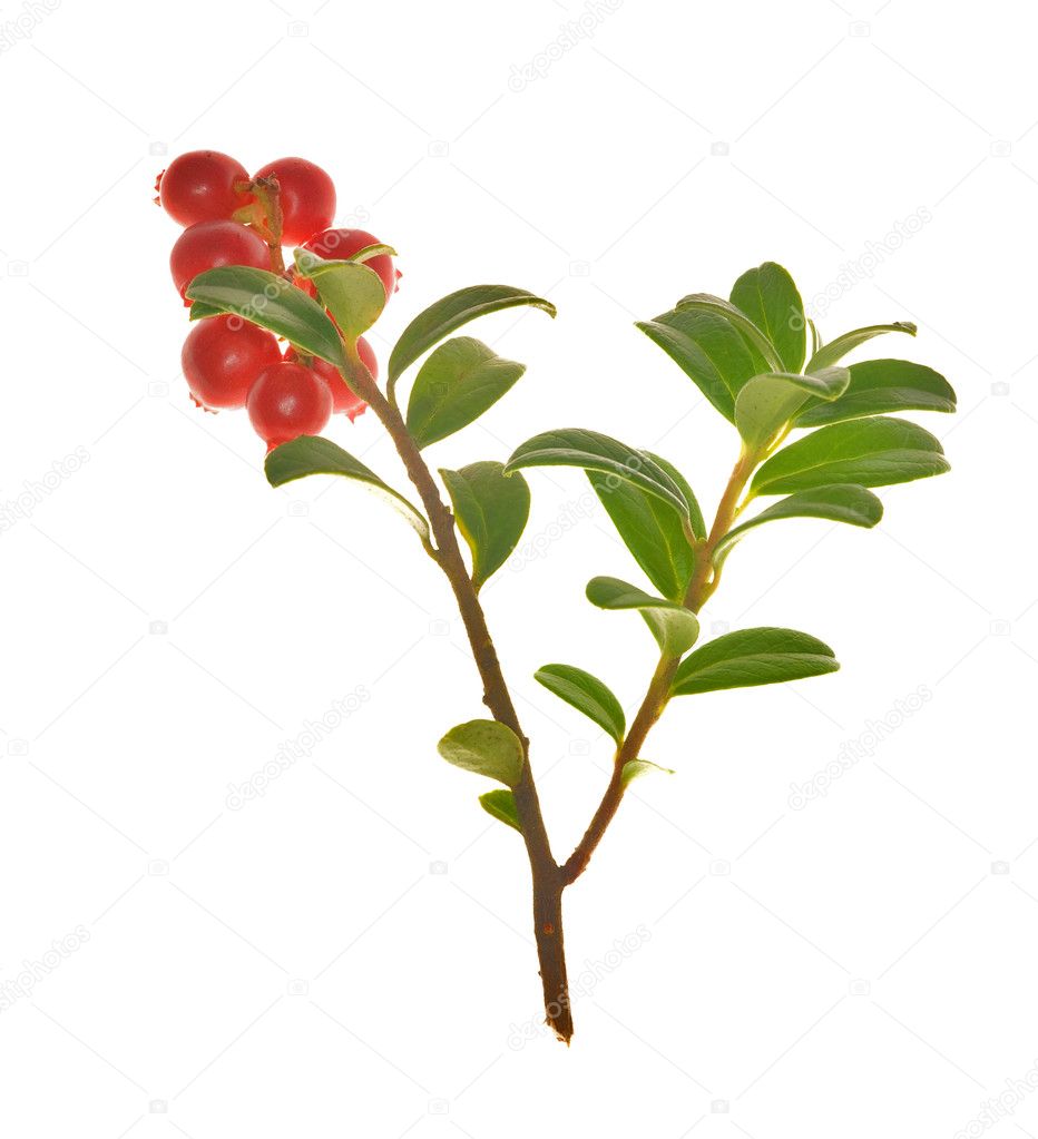Cowberries on branch