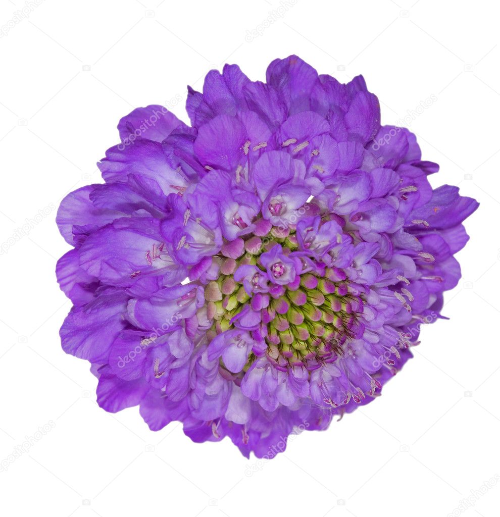 färg som blomma färg som blomma