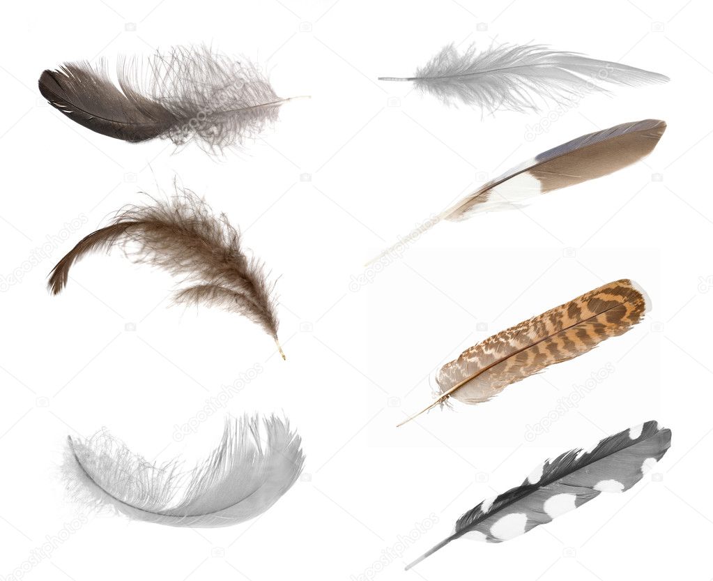 Seven isolated feathers