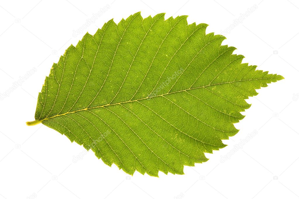 Jagged green leaf — Stock Photo © Dr.PAS 6415073