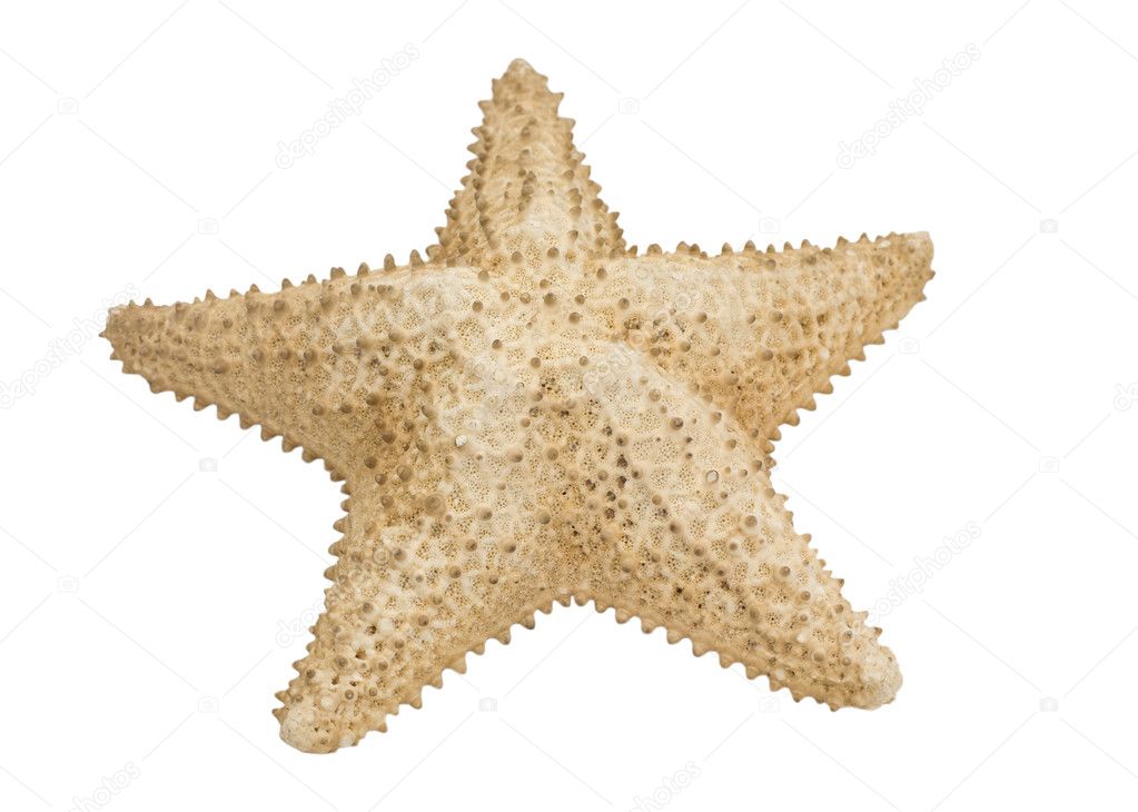 Beige starfish