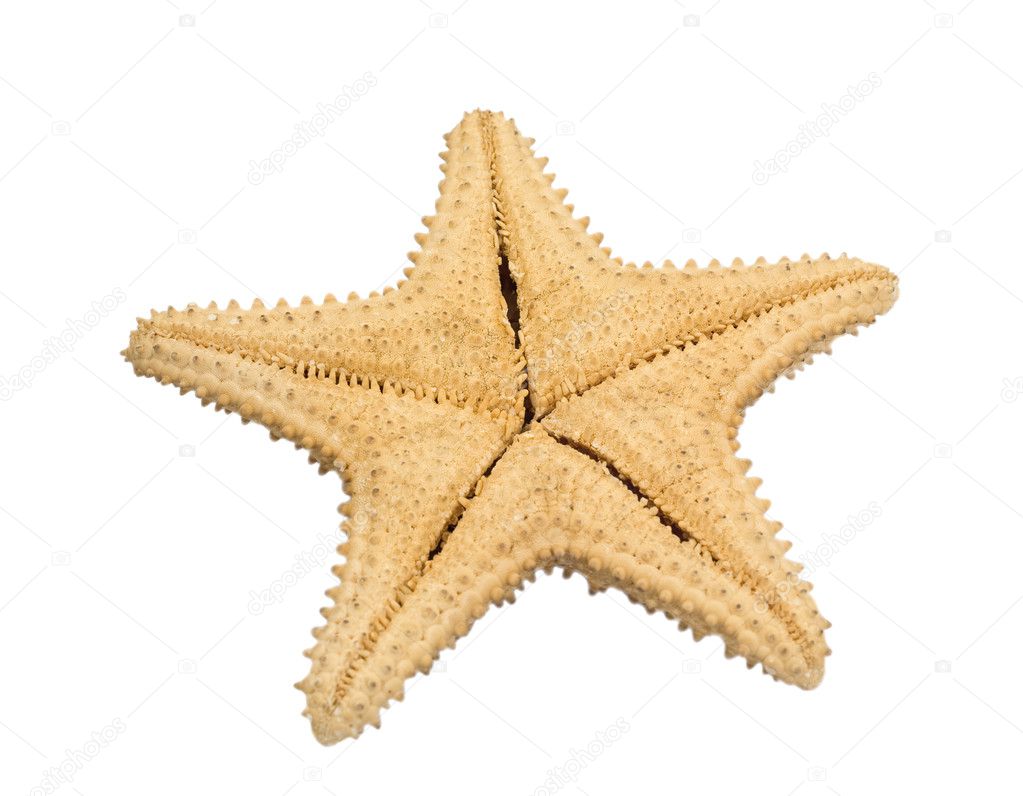 Back side of starfish