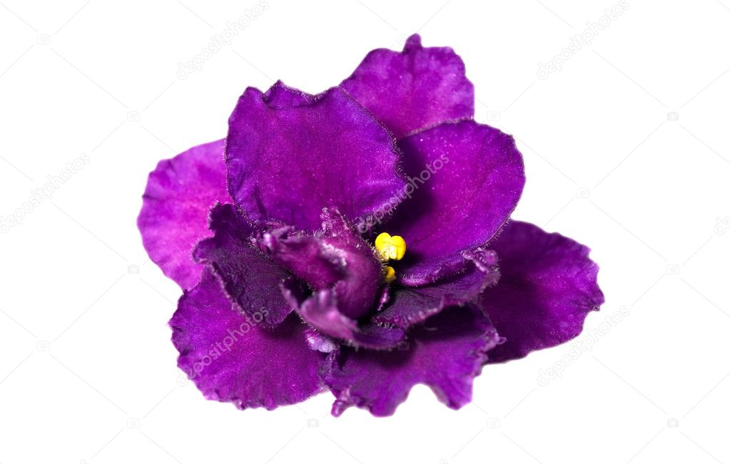 Isolated dark violet