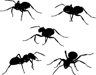 set beş karınca silhouettes