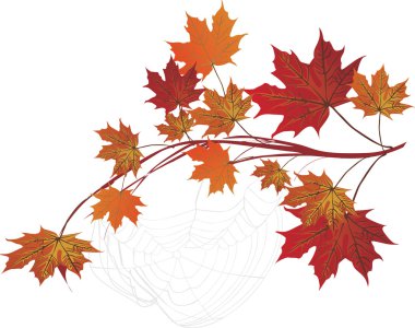 isolated maple branch and web clipart