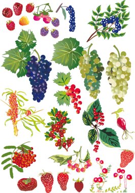 collection of different berries on white clipart