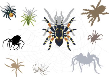 örümcekler ve ağları