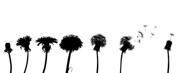 dandelion life chain clipart