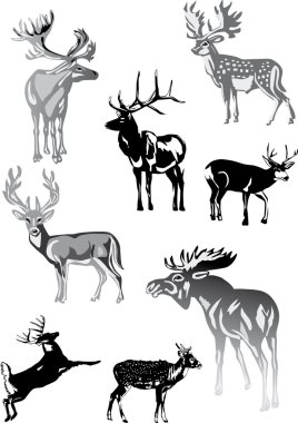 eight grey deers on white clipart