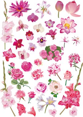 large collection with pink flowers clipart