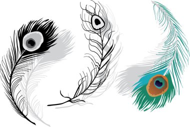 peacock feathers on white clipart