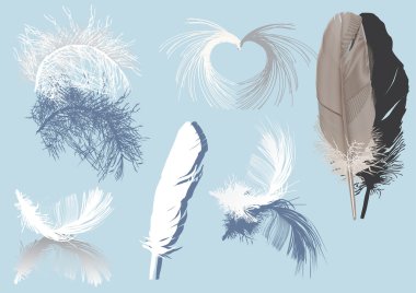 feathers and shadows isolated on blue clipart