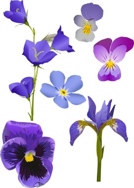 beyaz izole mavi çiçek koleksiyonu