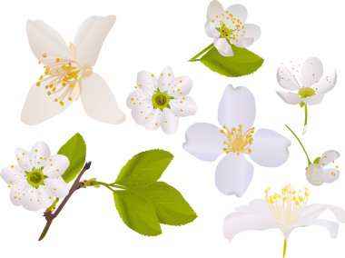 jasmine and cherry tree flowers collection clipart